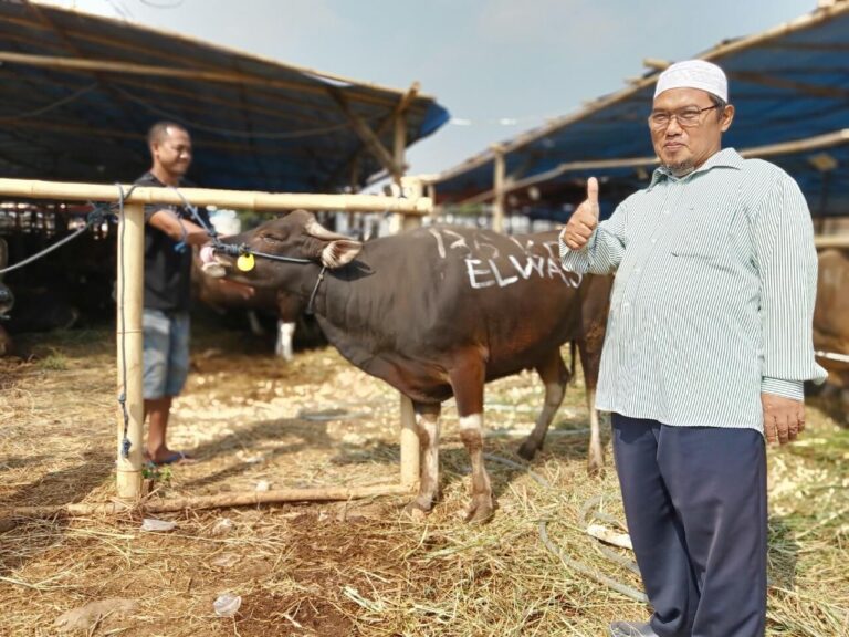 Pembeli-Sapi-Bali-SapiSapi-2.jpeg