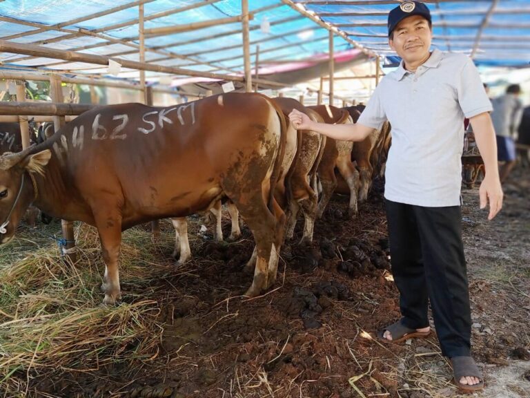 Pembeli-Sapi-Bali-SapiSapi-4.jpeg